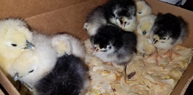 Baby chicks chickens